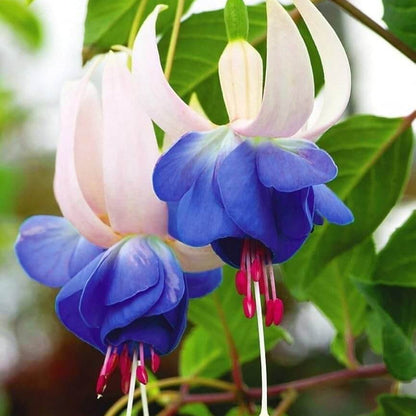 Fuchsia plant