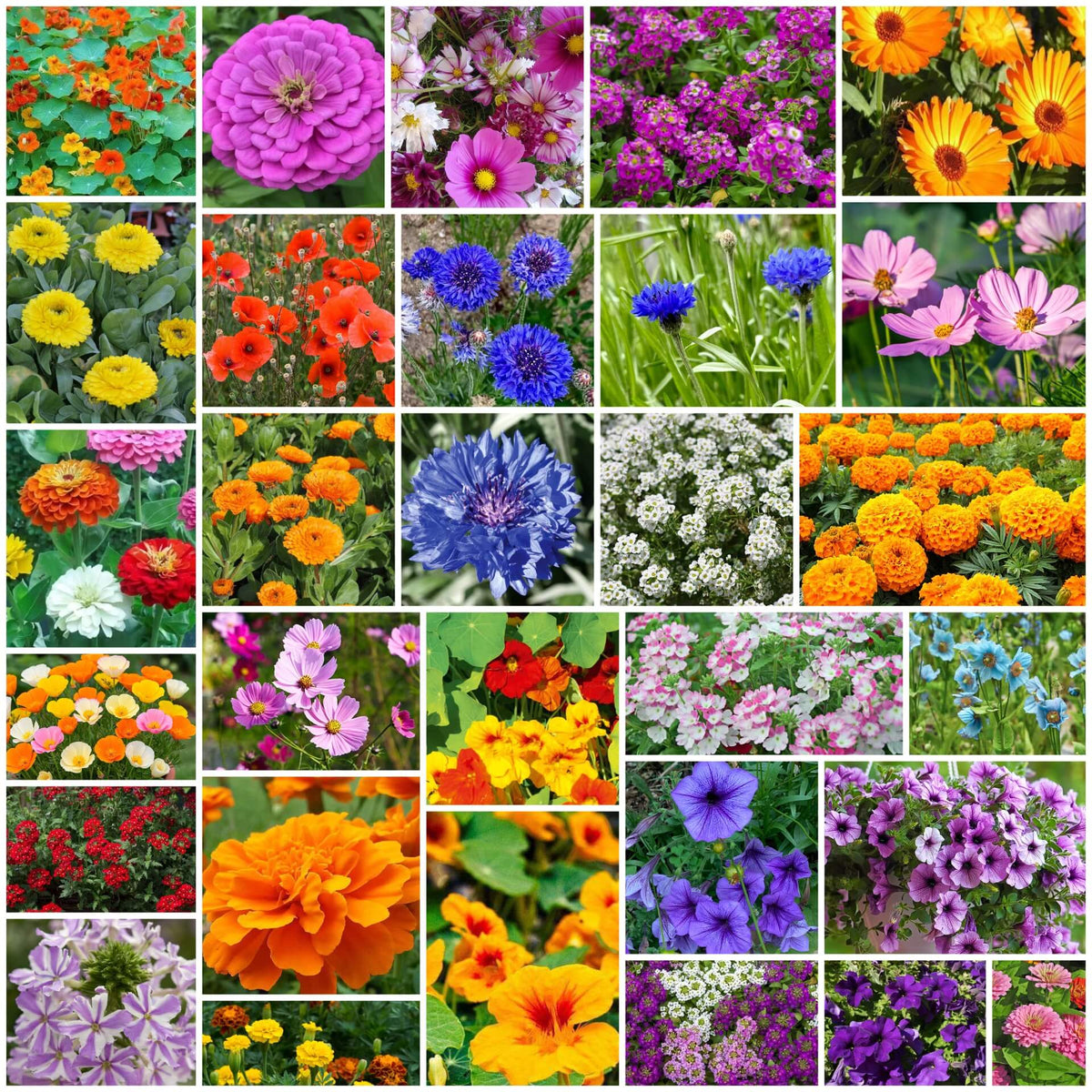 Flower Seed Pack plant