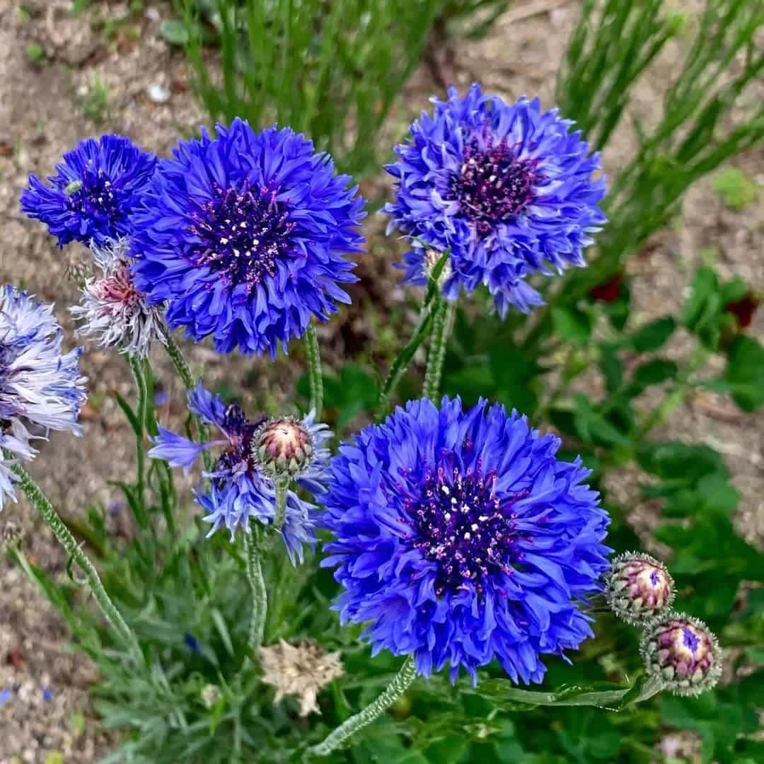 Flower Seed Pack plant
