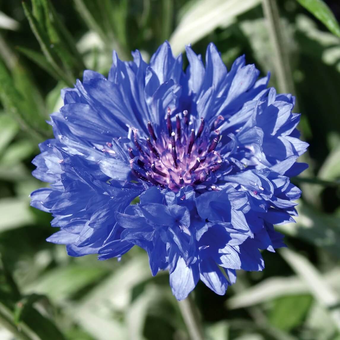Flower Seed Pack plant
