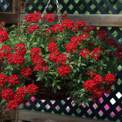 Flower Seed Pack plant