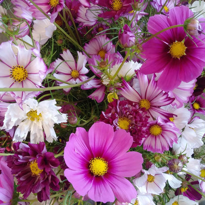 Flower Seed Pack plant