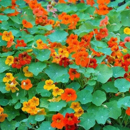 Flower Seed Pack plant