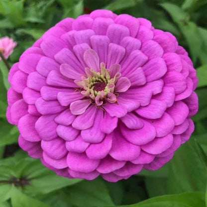 Flower Seed Pack plant