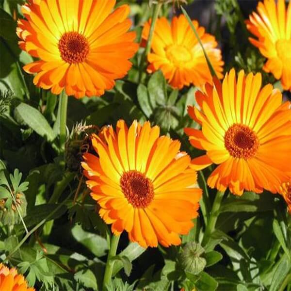 Flower Seed Pack plant