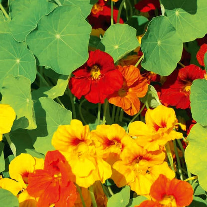 Flower Seed Pack plant