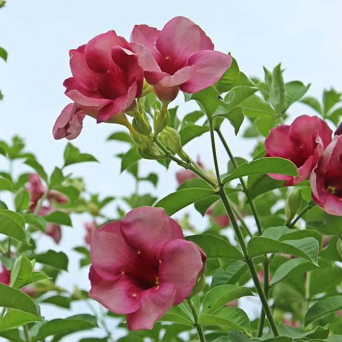 Blanchetii Allamanda plant