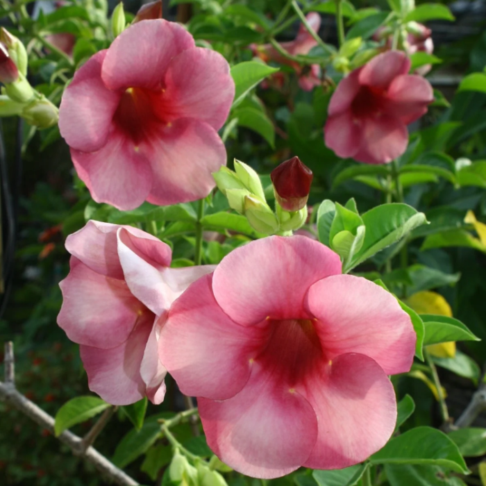 Blanchetii Allamanda plant
