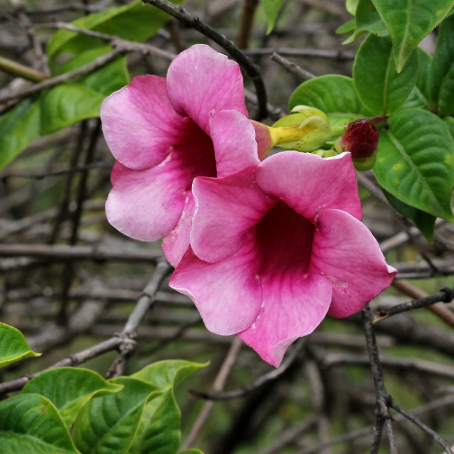 Blanchetii Allamanda plant