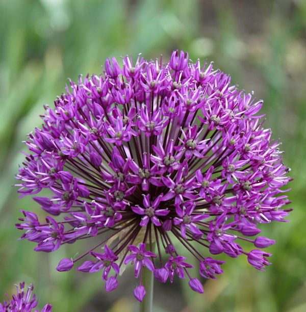 Riesenlauch Allium flower seeds