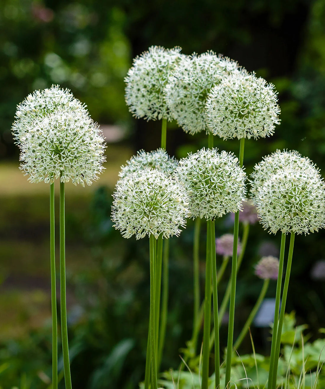 Green Giant flower seeds