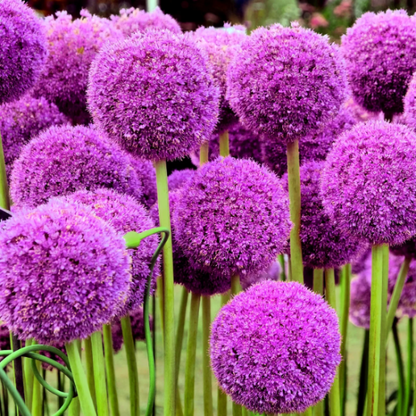 Giganteum Allium plant