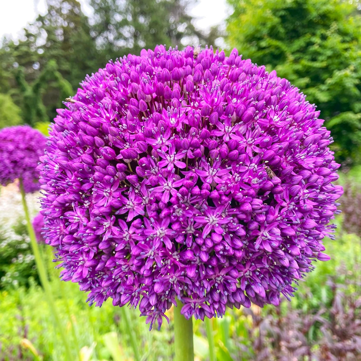 Giganteum Allium plant