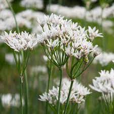 Ramosum Allium plant