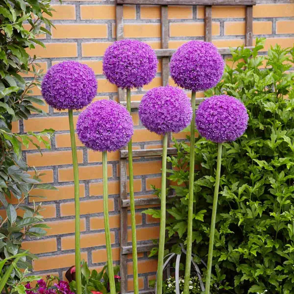Giganteum Allium plant