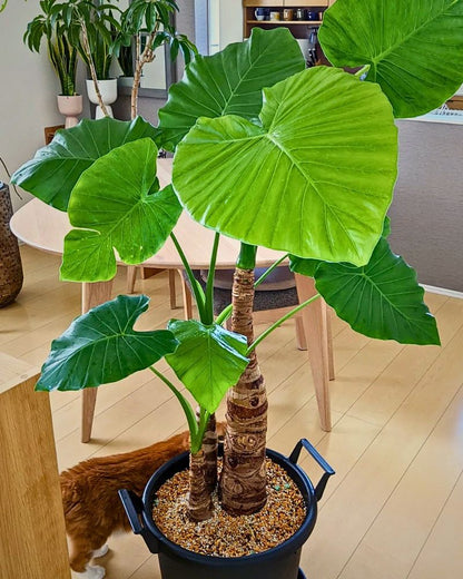 Green Alocasia Macrorrhizos Flower Seeds for Planting – Heirloom Non-GMO Garden Seeds