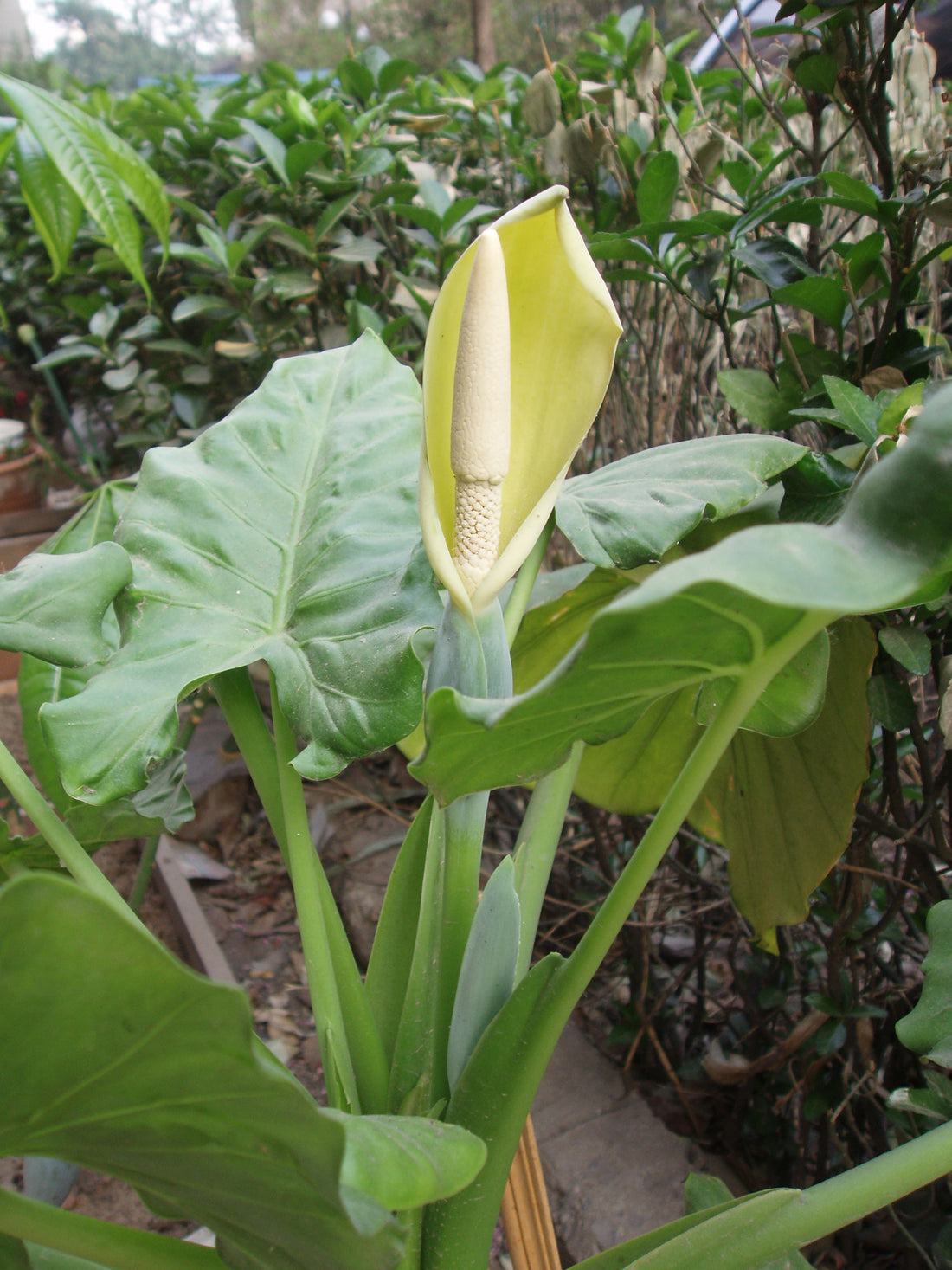Green Alocasia flower seeds