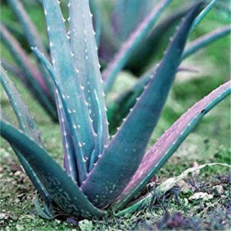 Blue Aloe Vera plant