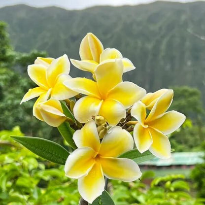 Aloha Flower plant