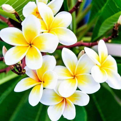 Aloha Flower plant