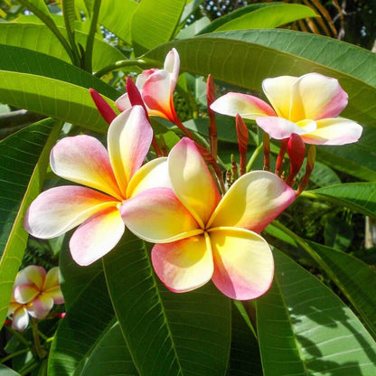 Aloha Flower plant