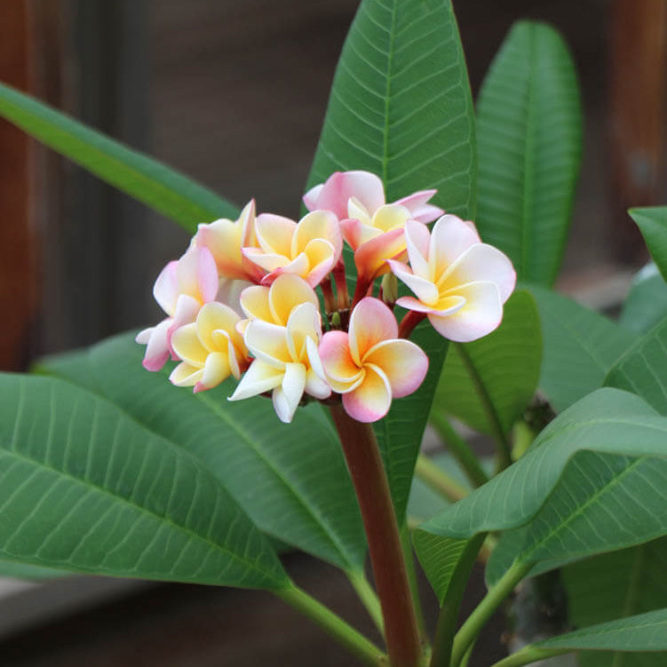 Aloha Flower plant
