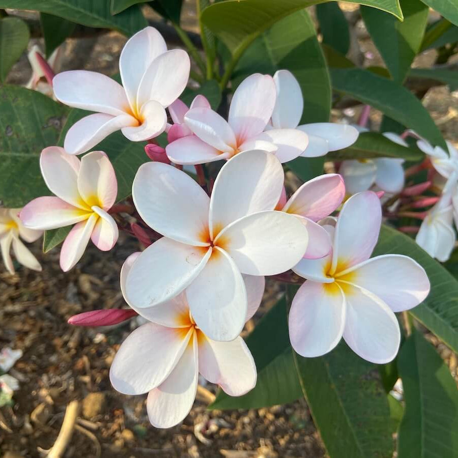 Aloha Flower plant
