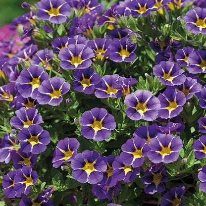 Aloha Series plant