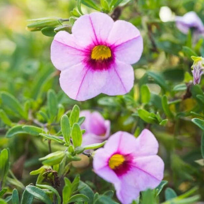 Aloha Series plant