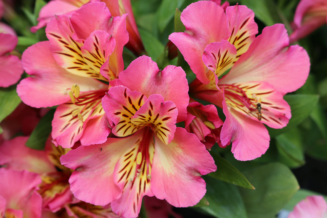 Alstroemeria flower seeds