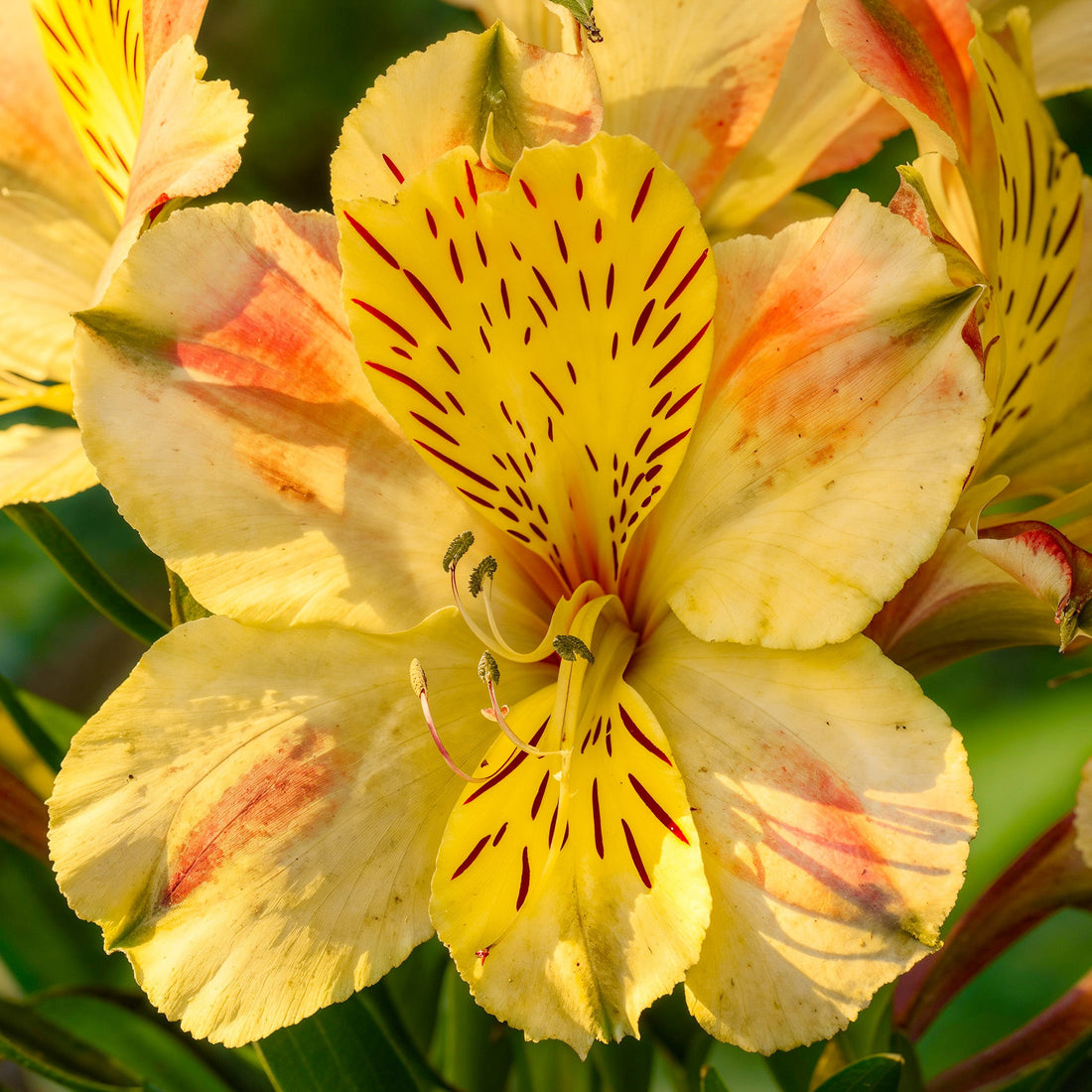 Red Yellow flower seeds