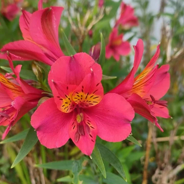 Pink Alstroemeria flower seeds
