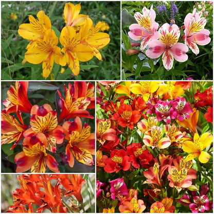 Alstroemeria plant