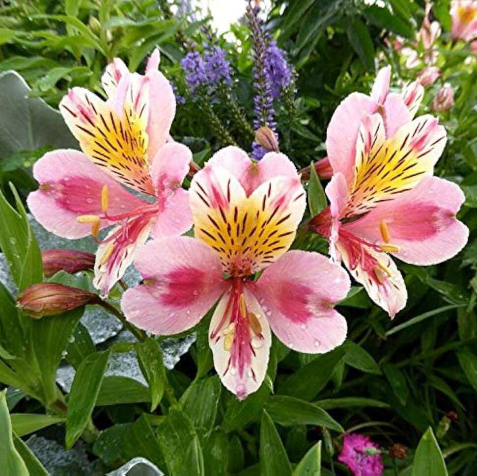 Alstroemeria plant