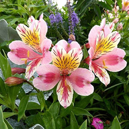 Alstroemeria plant