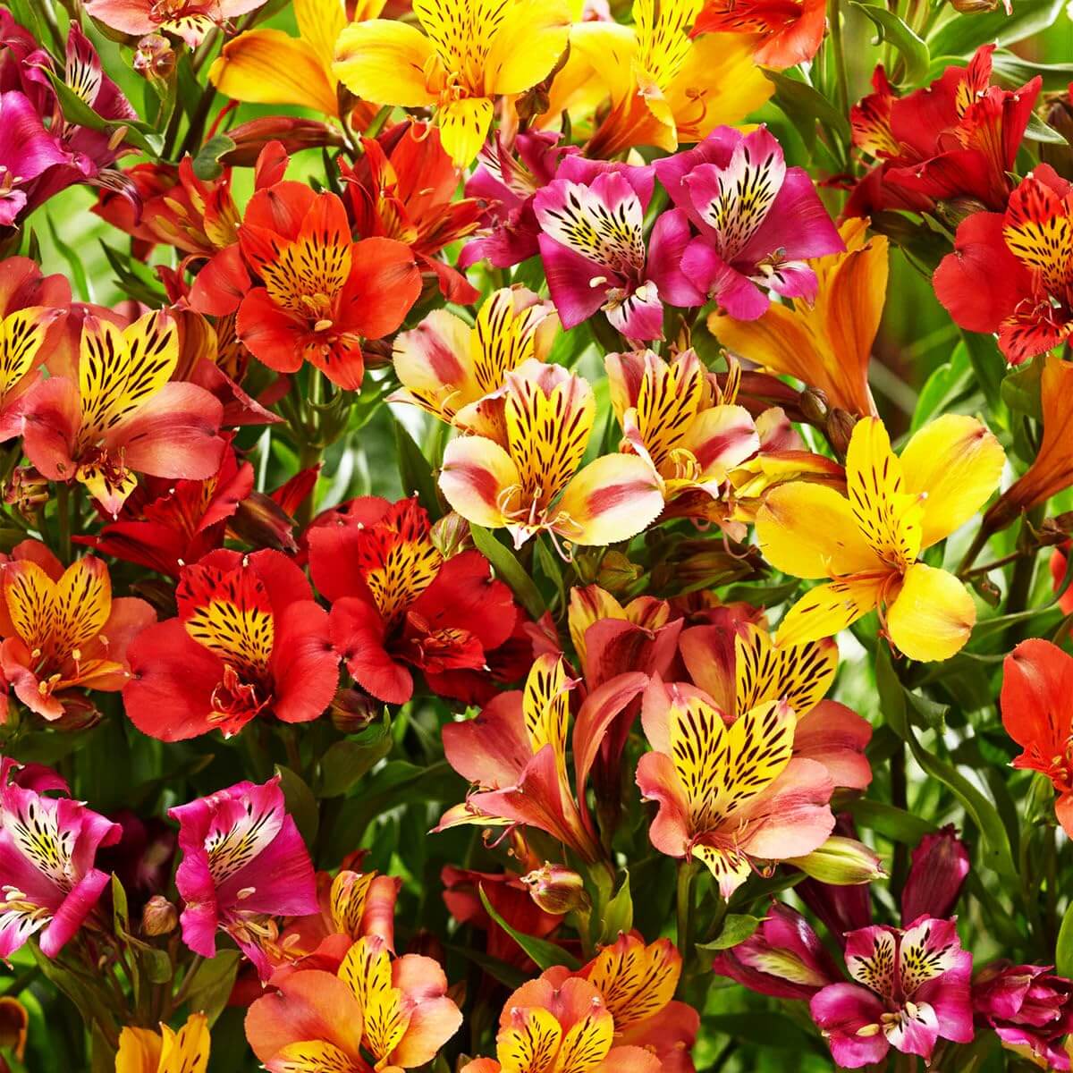 Alstroemeria plant