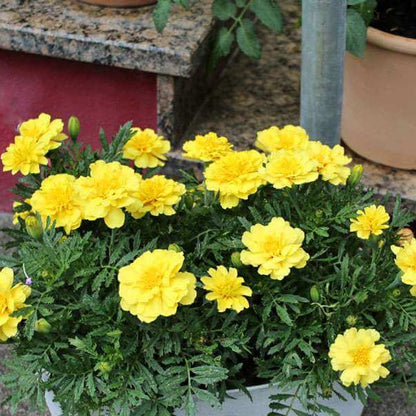 Vanilla Cream Marigold plant