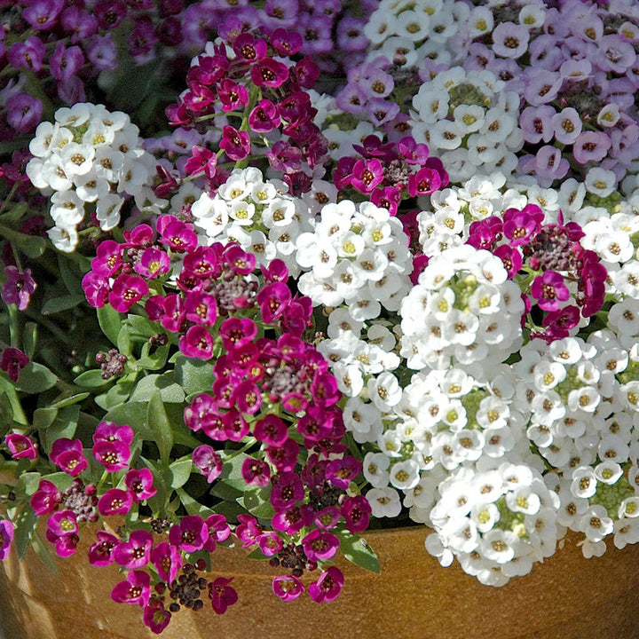 Violet Easter flower seeds