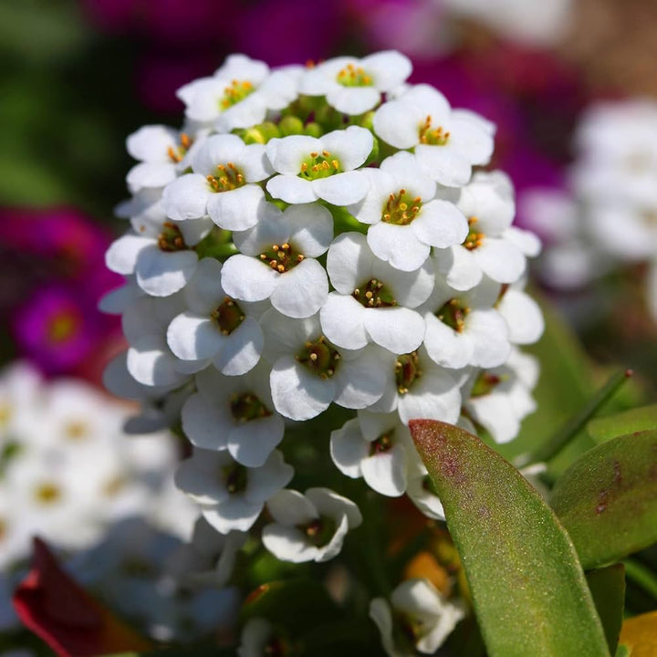 Alyssum Lobularia flower seeds