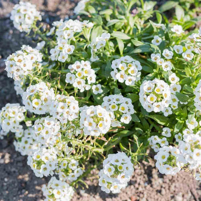 Alyssum flower seeds