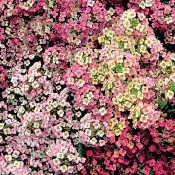 Aphrodite Alyssum plant