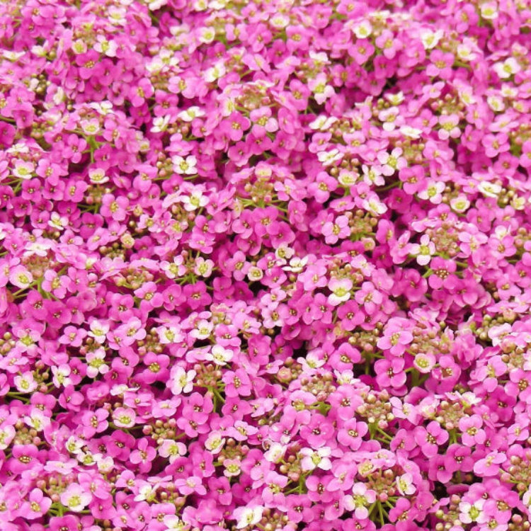 Alyssum plant