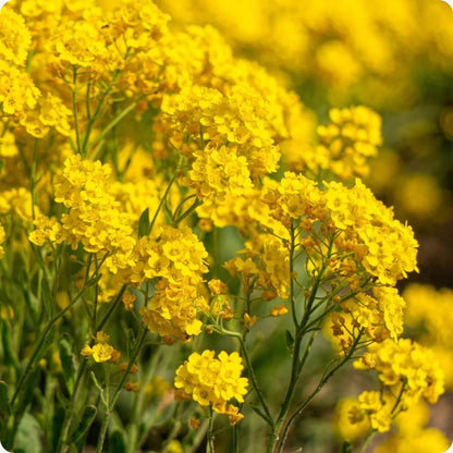 Alyssum plant