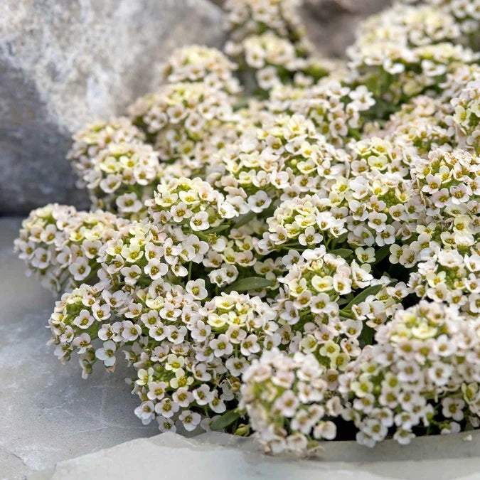 Aphrodite Alyssum plant