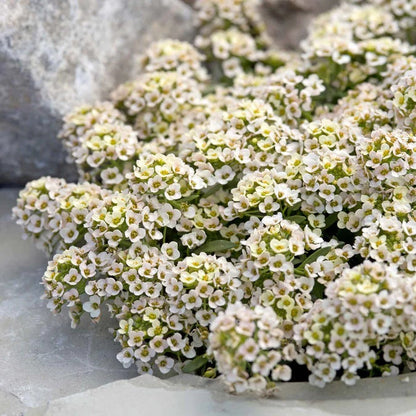 Aphrodite Alyssum plant