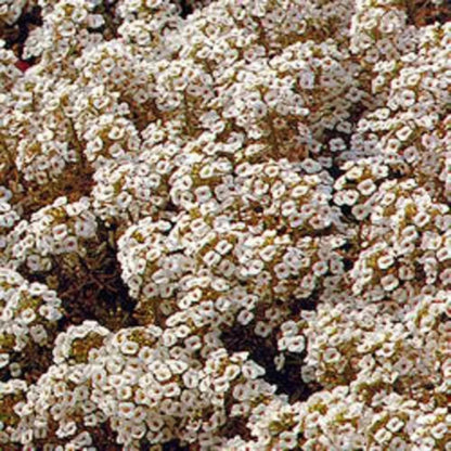 Aphrodite Alyssum plant