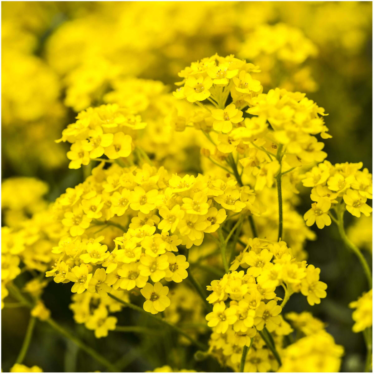 of Gold Alyssum plant