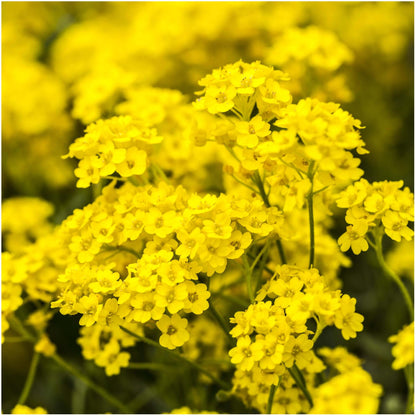 of Gold Alyssum plant
