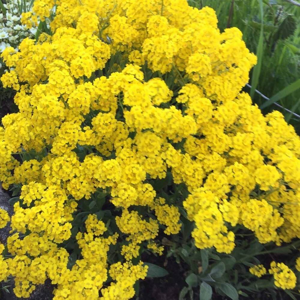 of Gold Alyssum plant