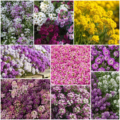 Alyssum plant